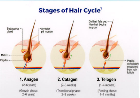 Phases of Hair Growth